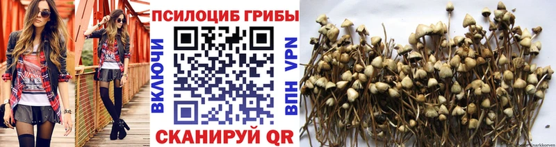 где можно купить   Починок  Галлюциногенные грибы Cubensis 